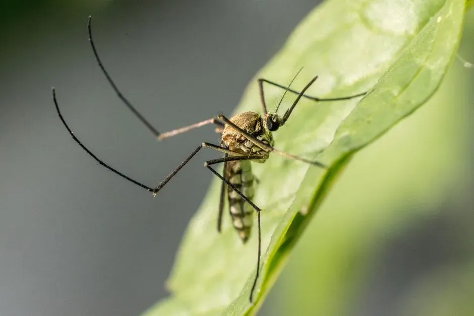 Eradication Attempts Hit Hard Limits (Image Credits: Pexels)