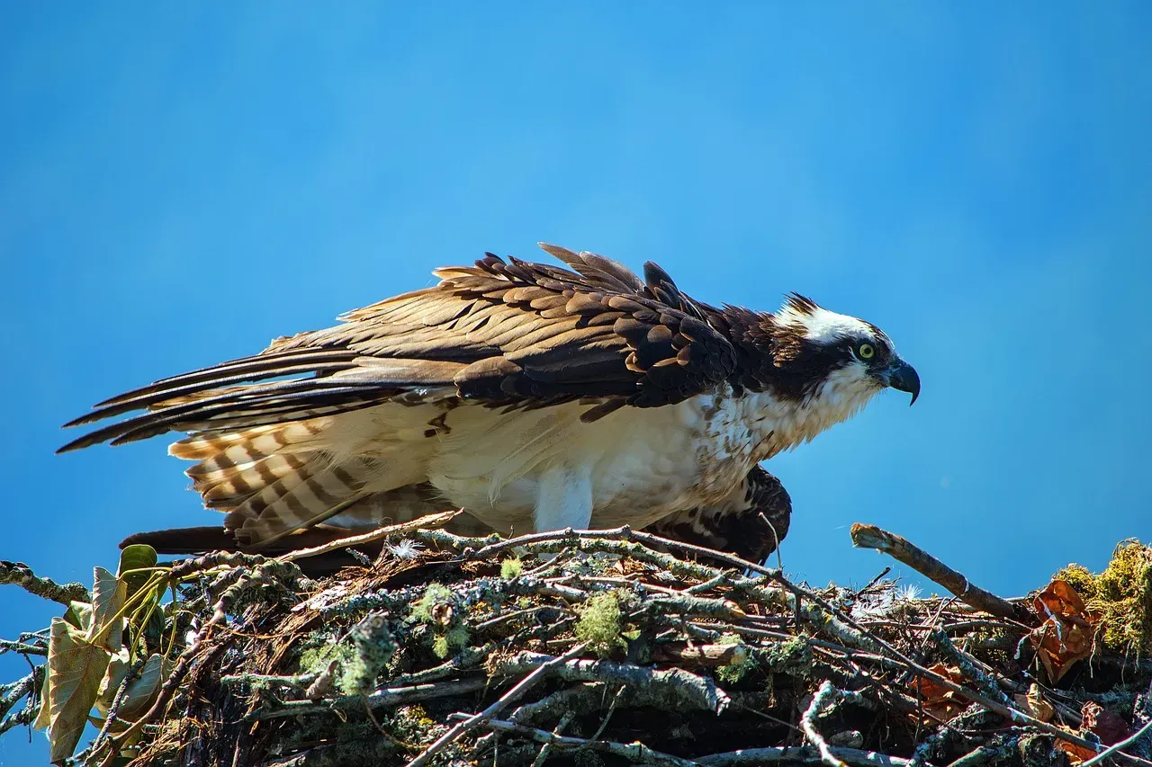 You Might Be Near a Nest or Territory Boundary (Image Credits: Pixabay)