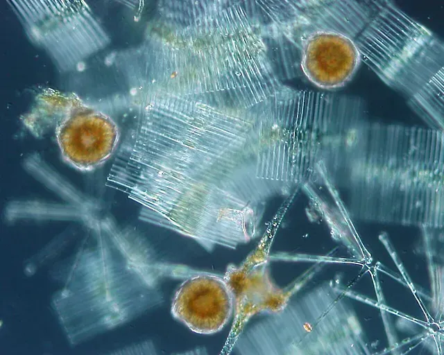 Meet Your Hidden Oxygen Factory: Phytoplankton (By ja:User:NEON / commons:User:NEON_ja, CC BY-SA 2.5)