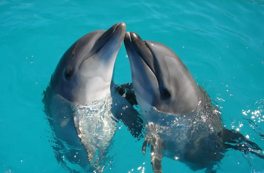 1. Dolphins: Naming Each Other With Signature Whistles (Image Credits: Unsplash)