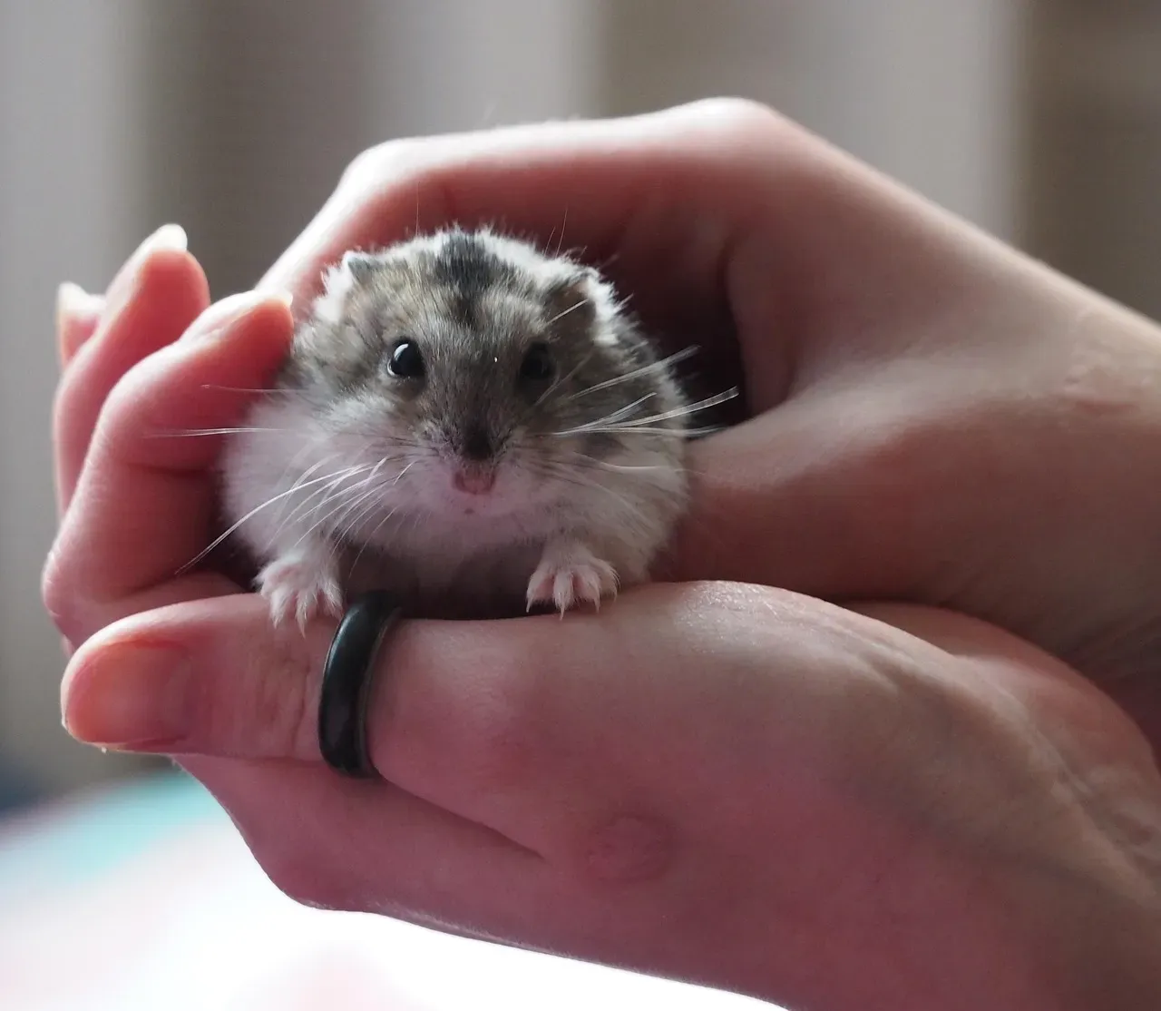 8. Hamsters (Especially Dwarf Species): Solo Pets That Learn to Rely on You (Image Credits: Pixabay)
