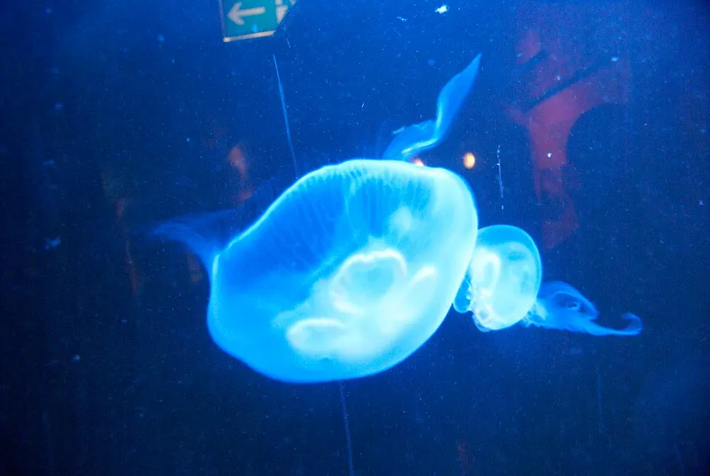 Jellyfish and Other Gelatinous Creatures Put on Massive Light Shows (cobaltfish, Flickr, CC BY-SA 2.0)