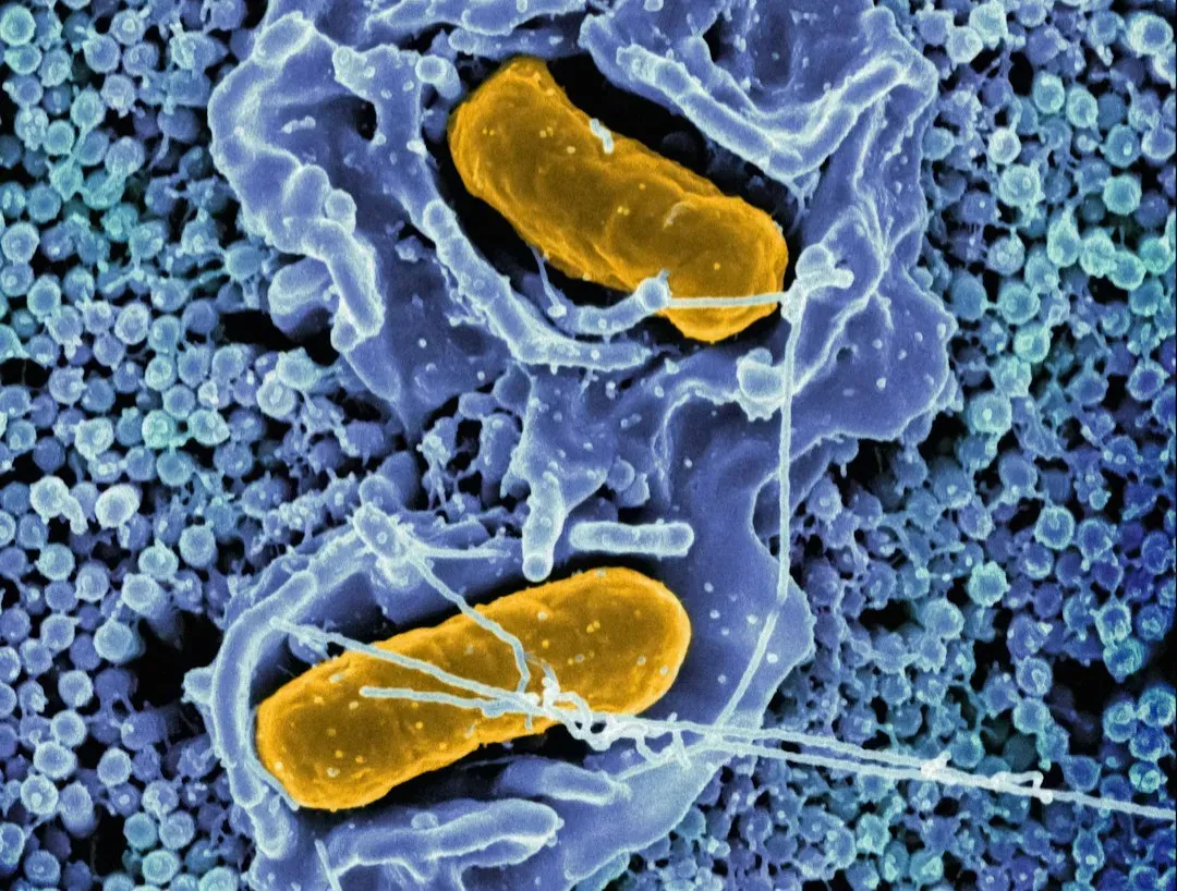 The Invisible Majority: Microbial Life Is Everywhere (Image Credits: Unsplash)