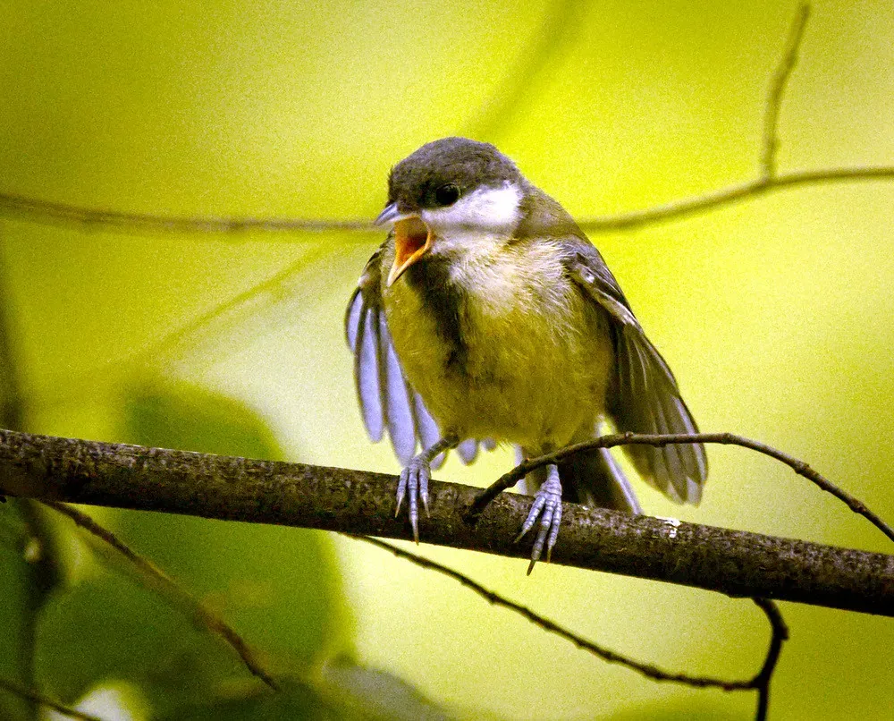 Silence Is Just One Part of a Layered “Alarm Language” (hedera.baltica, Flickr, CC BY-SA 2.0)