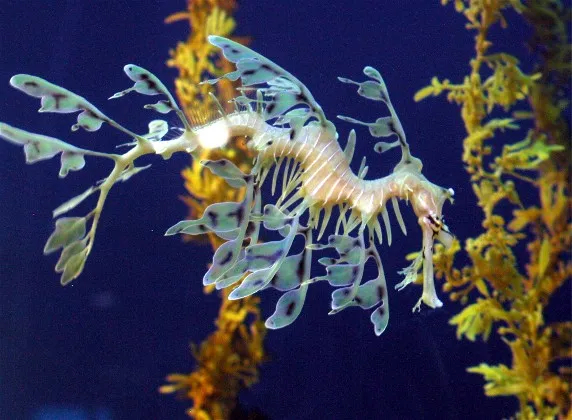 2. You Only Find Them in One Small Corner of the Planet (By Wendy Rathey, CC BY 2.5)