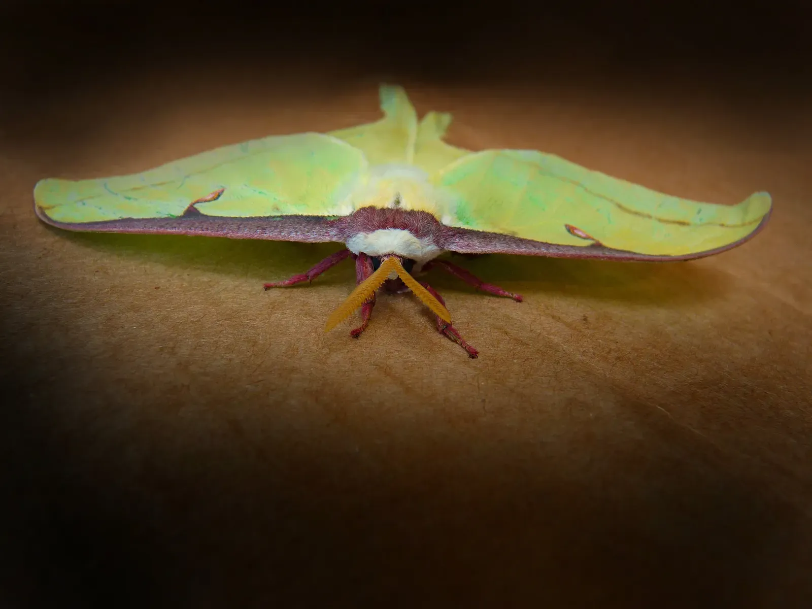 Why It’s on Your Porch: Light, Confusion, and Nighttime Navigation (Luna moth, CC BY-SA 2.0)