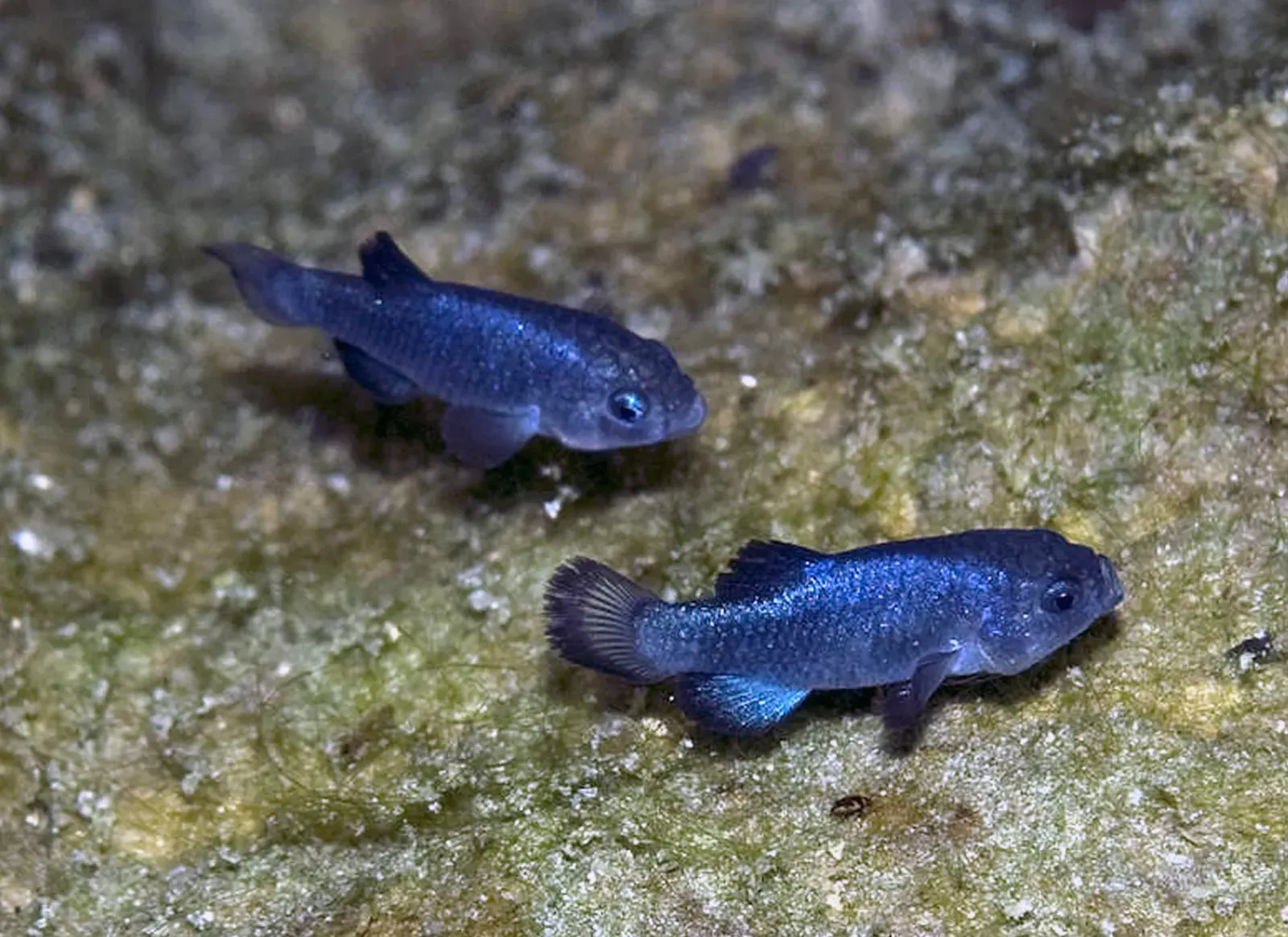 Devil’s Hole Pupfish – The Most Isolated Fish in America (Image Credits: Wikimedia)