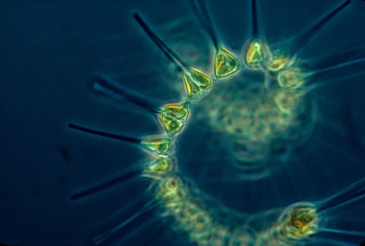 Phytoplankton: The Ocean's Invisible Oxygen Factories (Image Credits: Pixabay)
