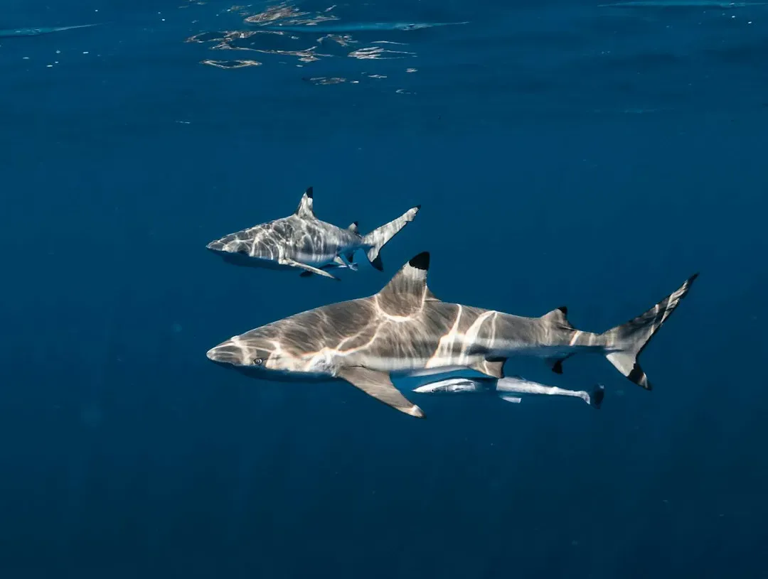 They Travel Ocean Highways You Never See (Image Credits: Unsplash)