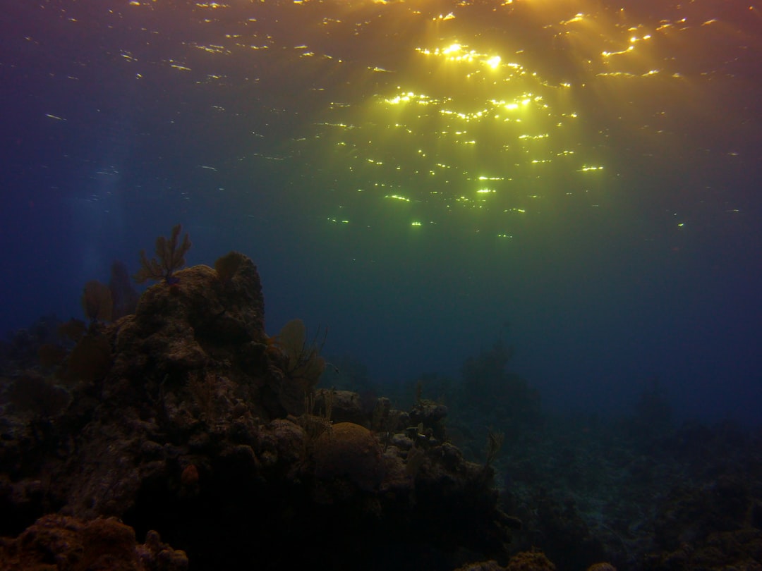 Deep Ocean Gardens Nobody Expected (Image Credits: Unsplash)