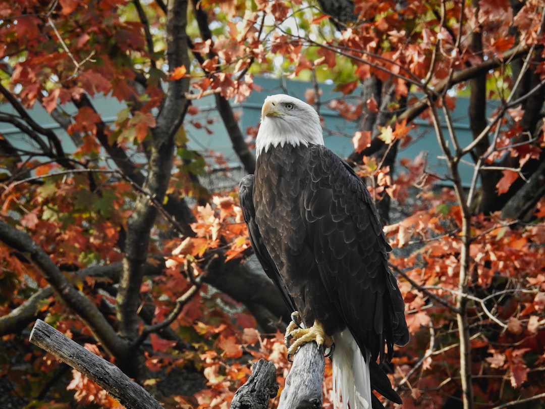 Capricorn - The Commanding Eagle (Image Credits: Unsplash)