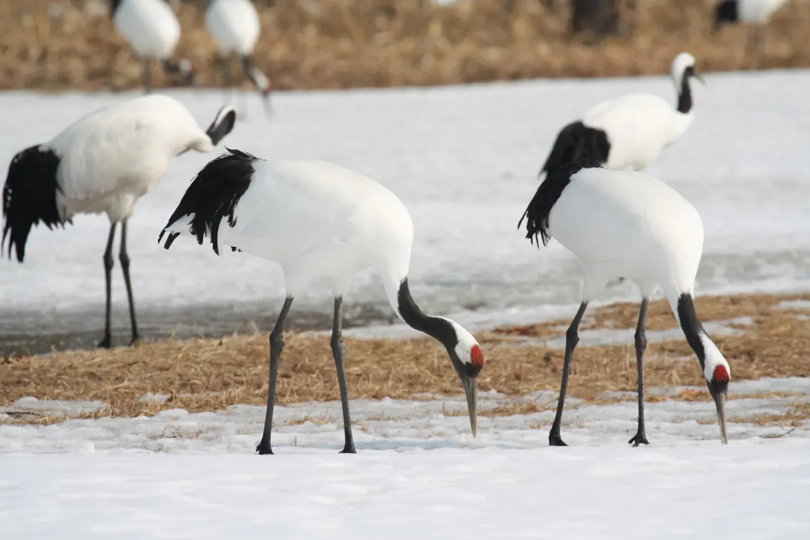The Double Edge of Reward: Wealth, Sacrifice, and Emotional Debt (Red-crowned CranesUploaded by snowmanradio, CC BY-SA 2.0)