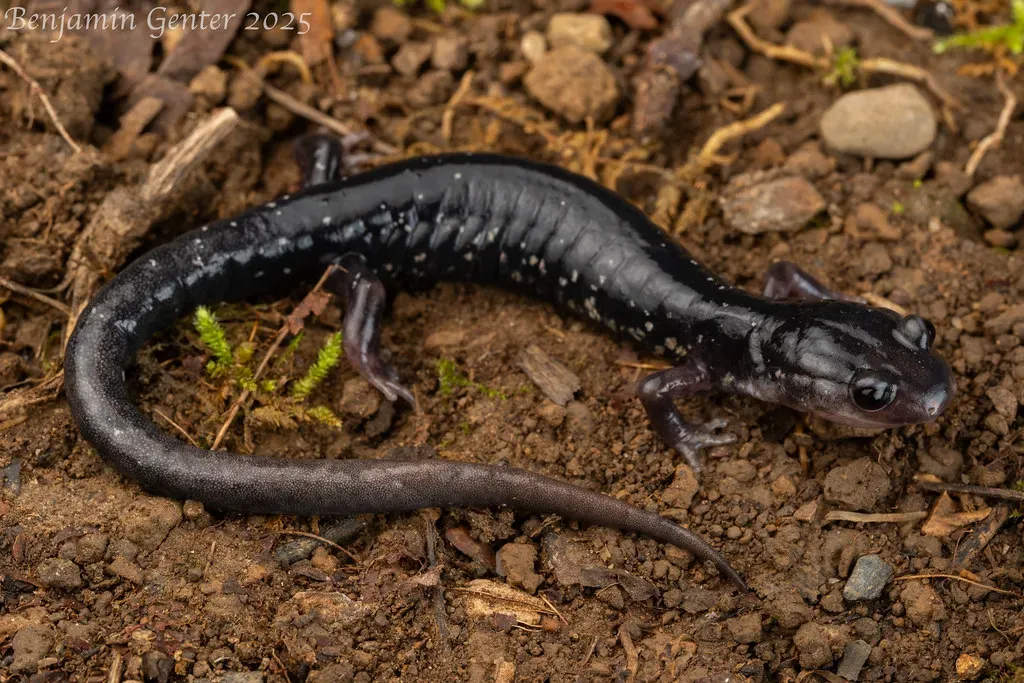 Why Appalachia Became a Salamander Paradise (Image Credits: Flickr)