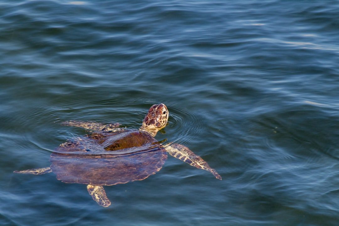 Sea Turtles: Biological GPS Systems (Image Credits: Unsplash)