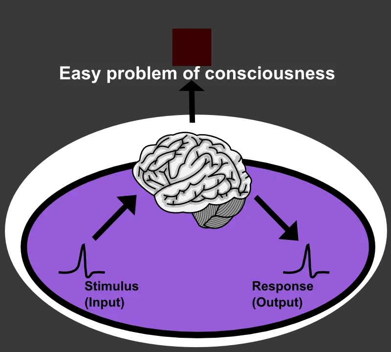 What Consciousness Science Actually Knows (and What It Doesn’t) (Image Credits: Wikimedia)