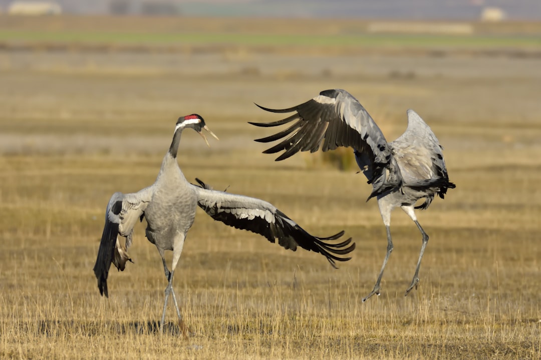 The Famous Crane Dance (Image Credits: Unsplash)
