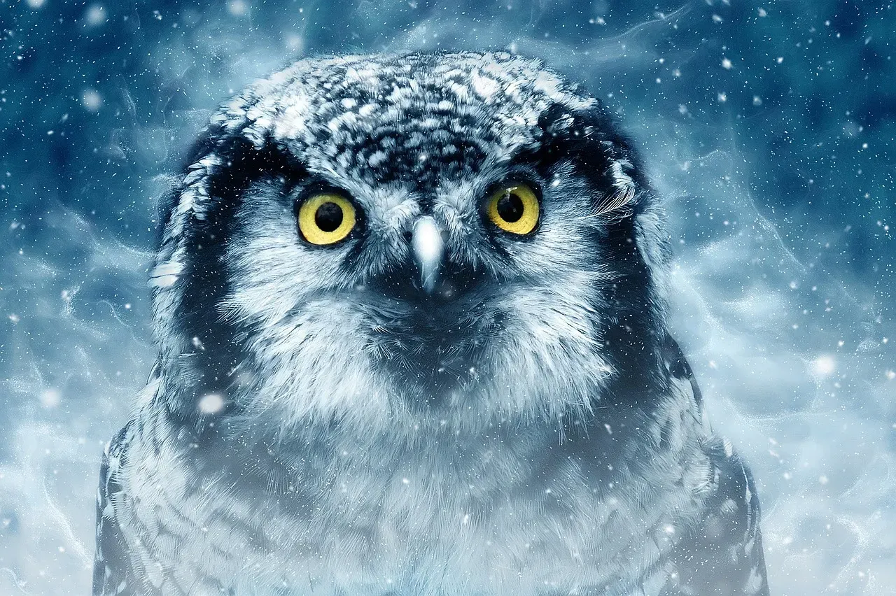 Night in the North: Why Owls Felt Supernatural (Image Credits: Pixabay)