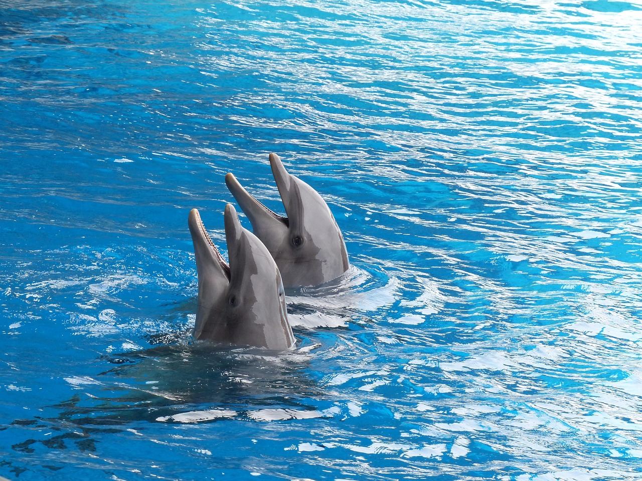 Dolphins Mimicking Human Speech Sounds (Image Credits: Pixabay)