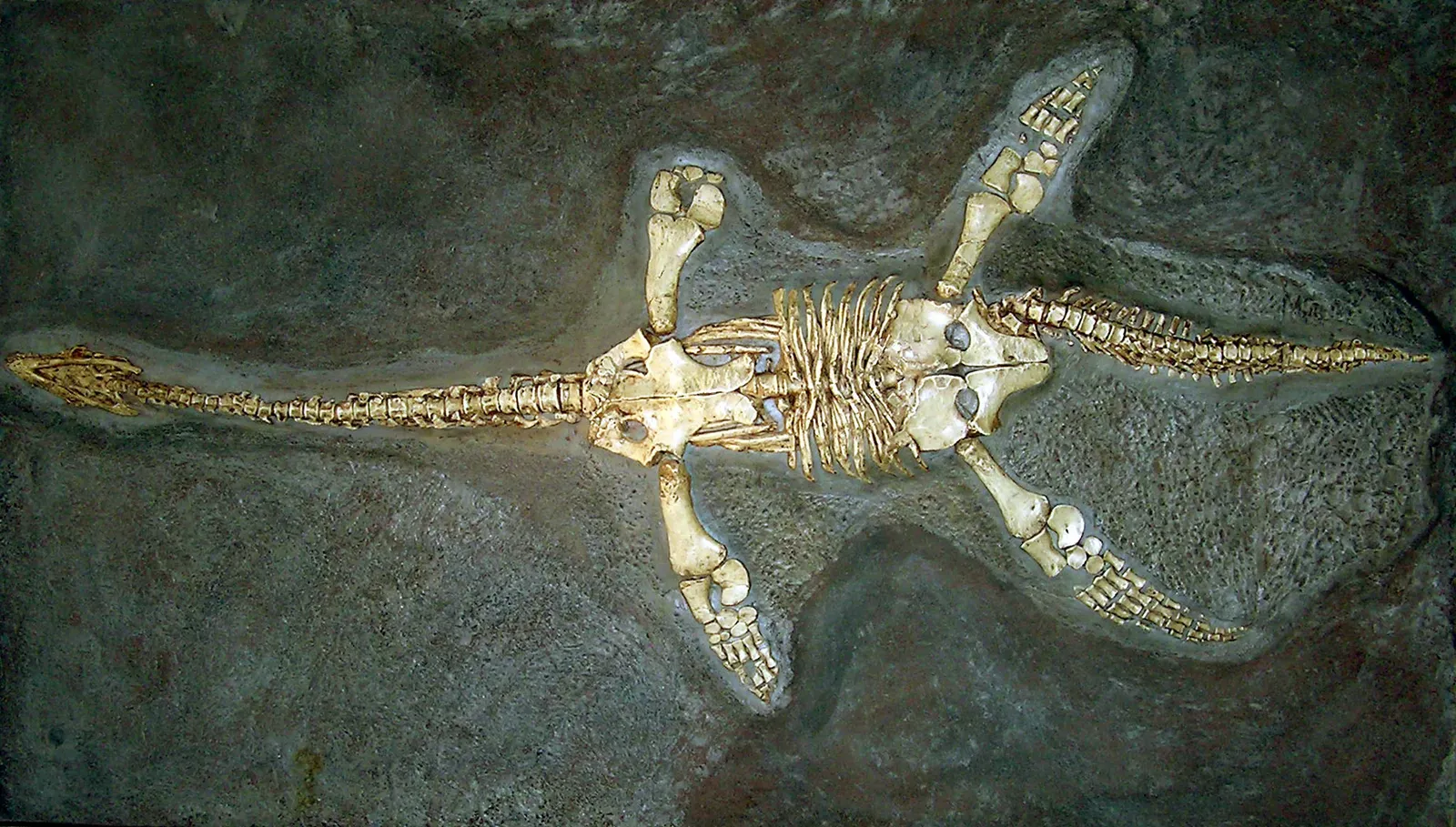 #3 - The "Last" Plesiosaurs and Mosasaurs Lingering in the Fossil Shadows (By Adrian Pingstone (Arpingstone), Public domain)