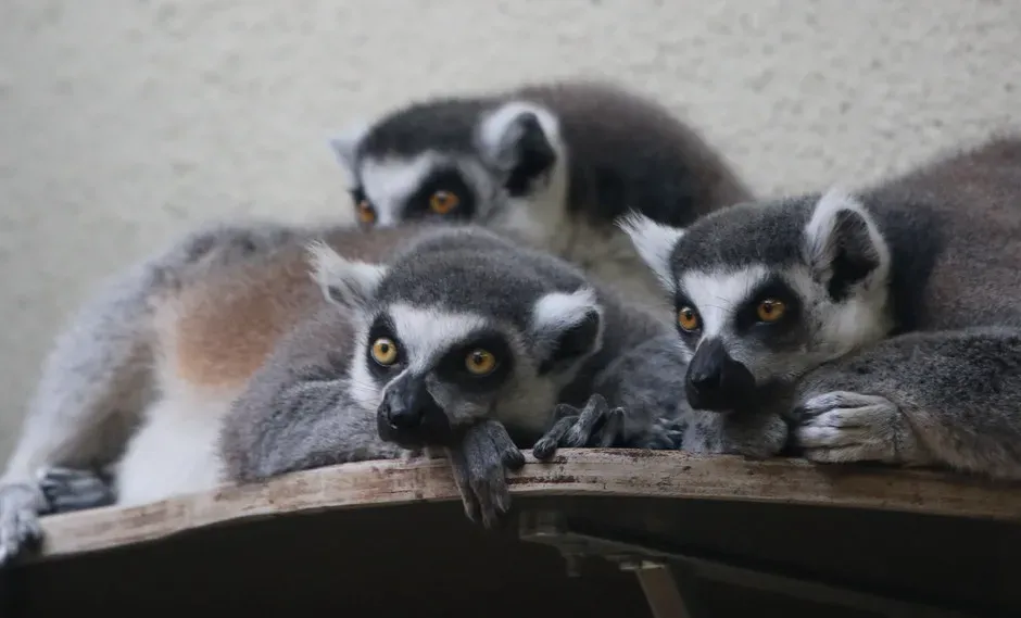 Planning, Problem-Solving, And Animal “Insight” (Image Credits: Flickr)