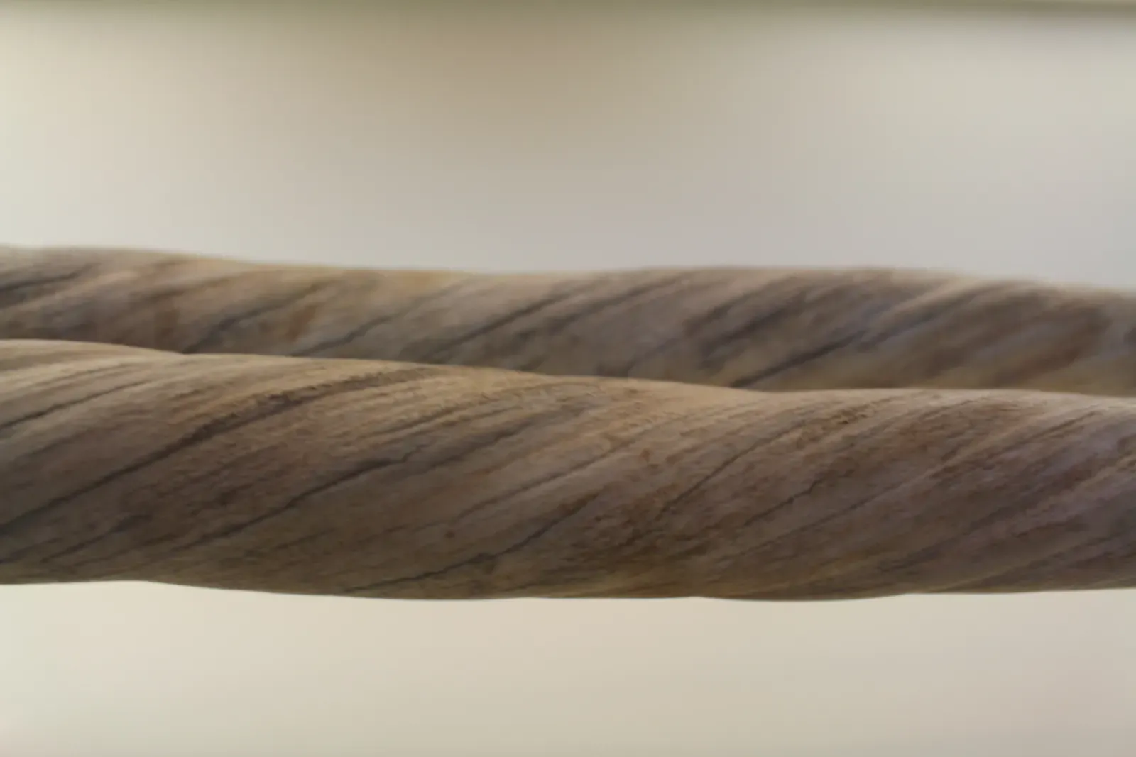Millions of Nerve Endings: A Tooth Wired Like a Super Sensor (kindly granted by the author, CC BY-SA 4.0)
