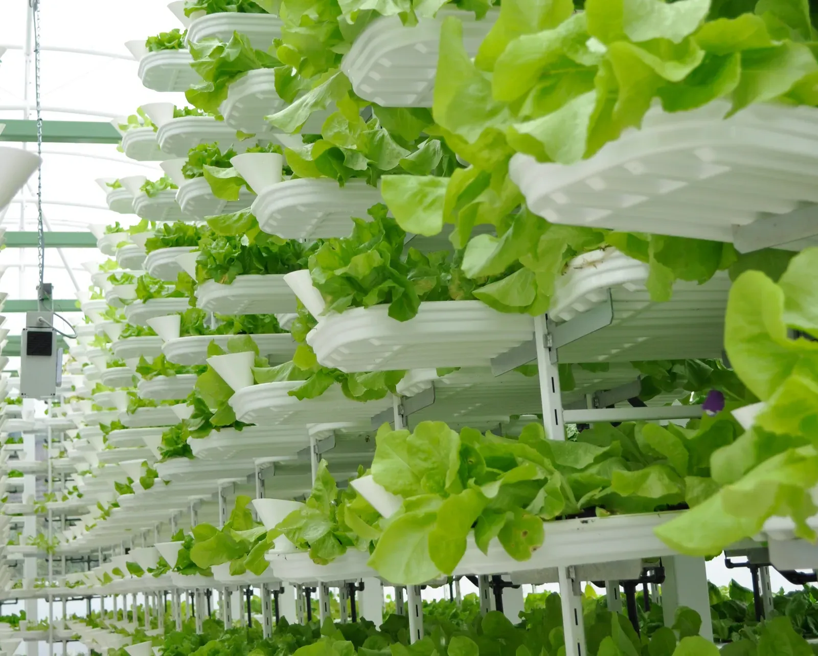 4. Vertical Farming and High-Tech Greenhouses: Building Food Factories in Cities (Image Credits: Wikimedia)
