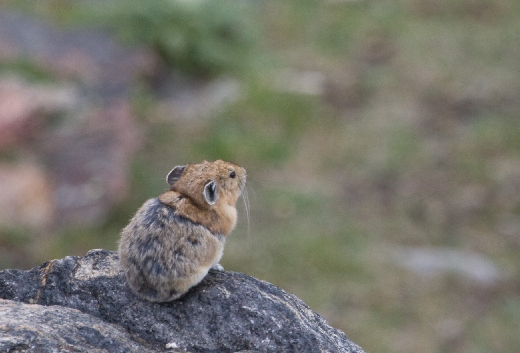 The Hidden Costs of Heat and Dryness (Image Credits: Wikimedia)