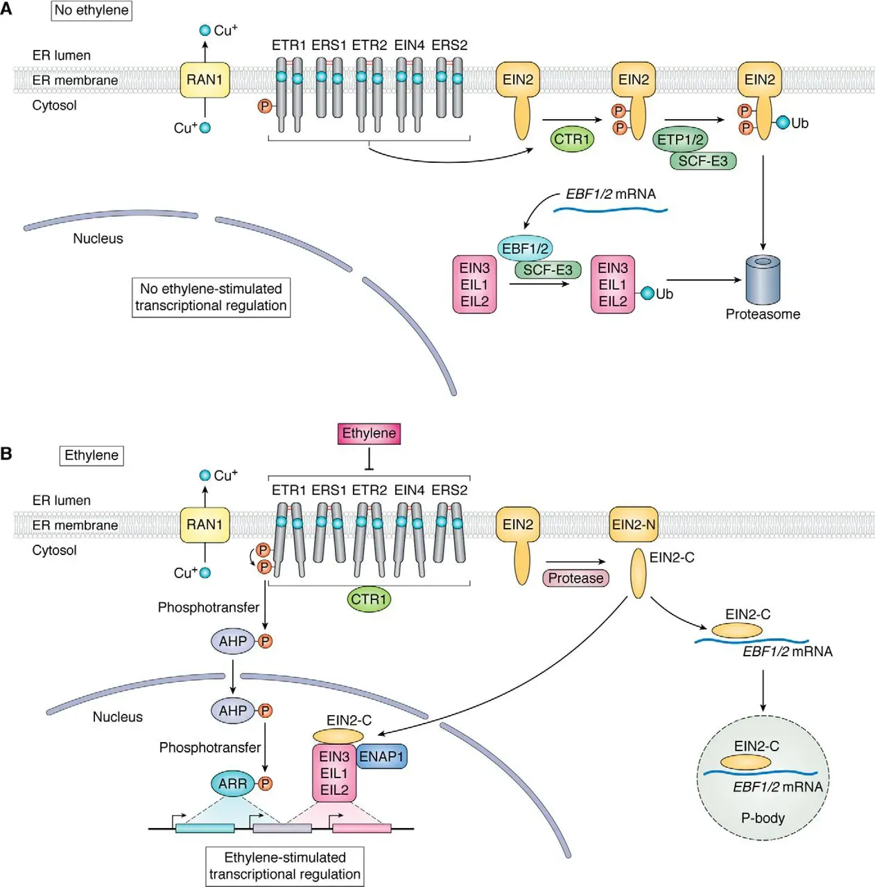 The Hidden Clues: Forests That “Warn” and “Listen” (Image Credits: Wikimedia)