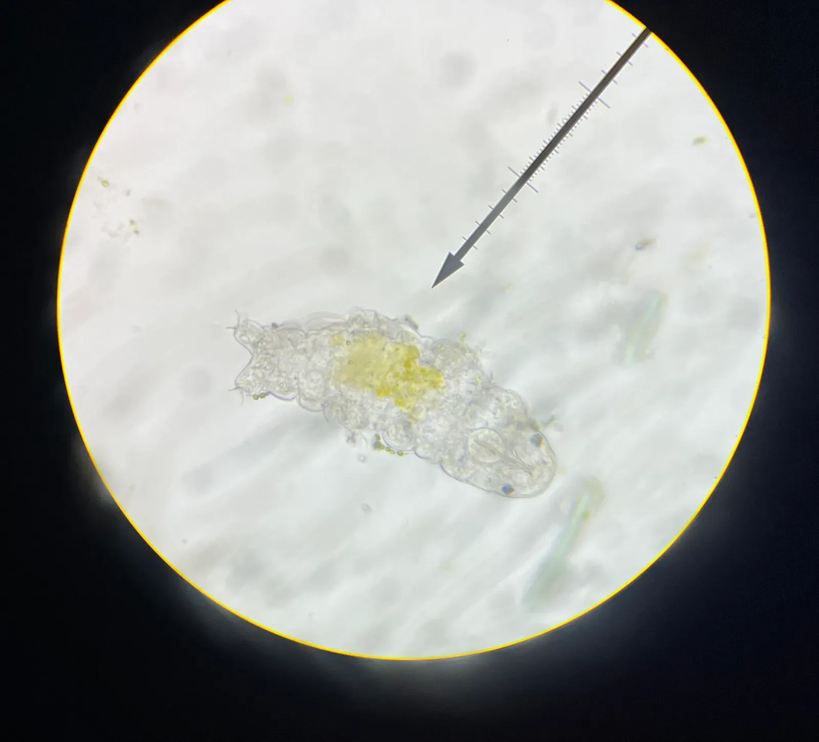 What Happened When the Tardigrades Were Revived (By DSparrow14, CC BY-SA 4.0)