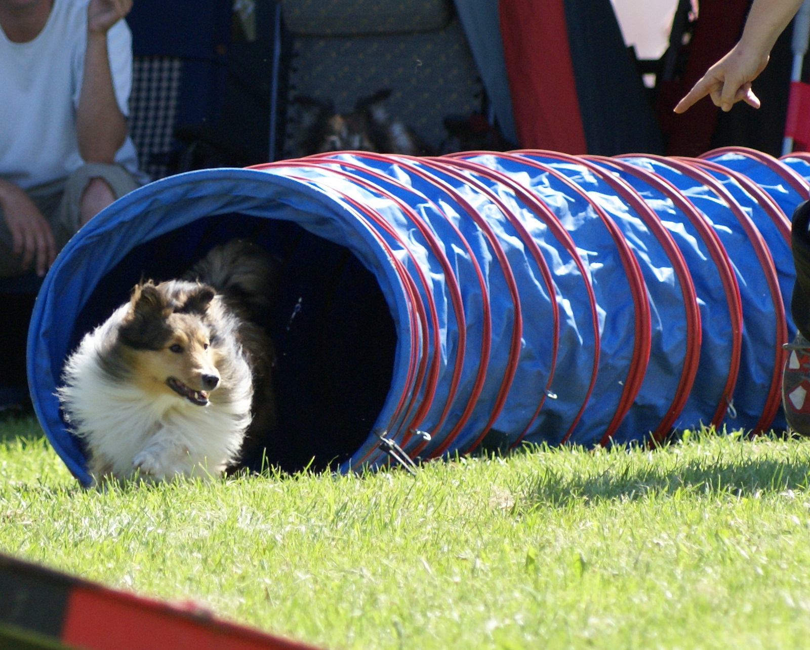 Shetland Sheepdog: The Compact Genius (Image Credits: Wikimedia)