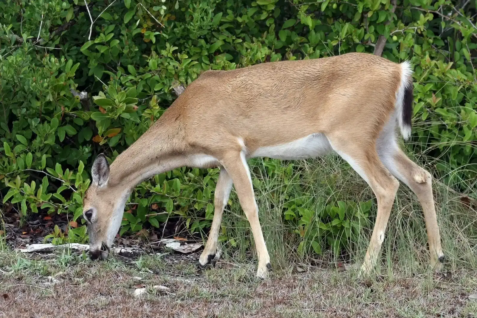 10. The Key Deer: Florida's Miniature White-Tailed Deer (By Ianaré Sévi, CC BY-SA 3.0)