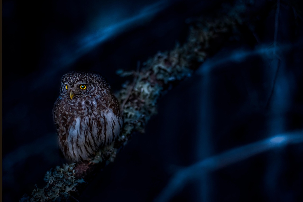 Cancer Moon: The Owl (Image Credits: Pixabay)