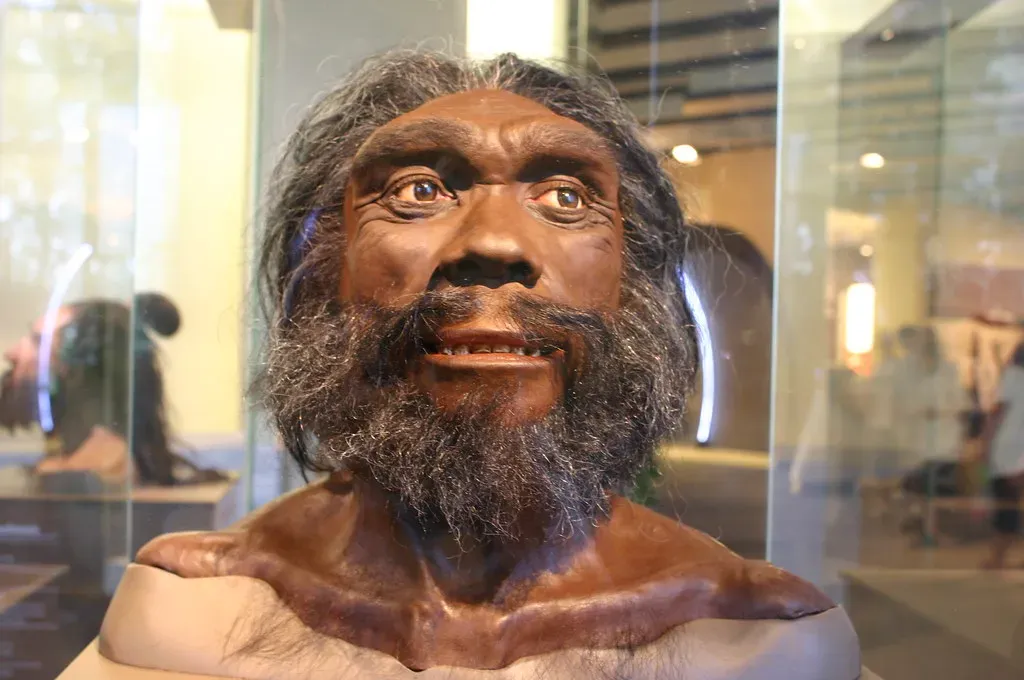 Homo heidelbergensis: The Common Ancestor Linking Several Human Branches (Ryan Somma, Flickr, CC BY-SA 2.0)