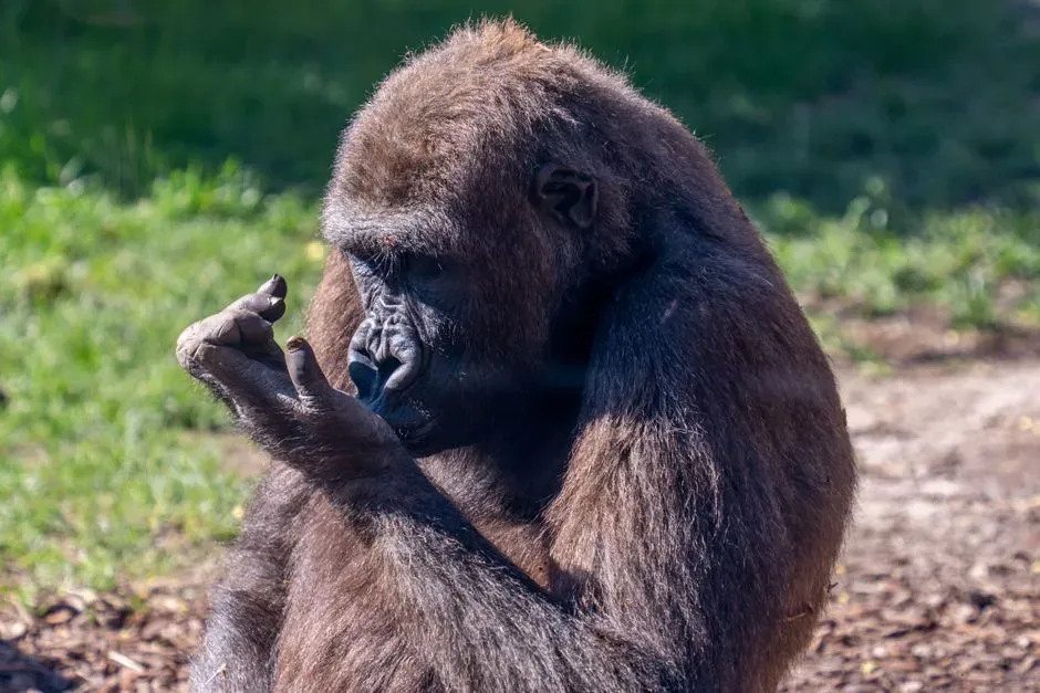 Conclusion: Intelligence In Animals Is Not An Exception, It Is The Rule (Image Credits: Pexels)