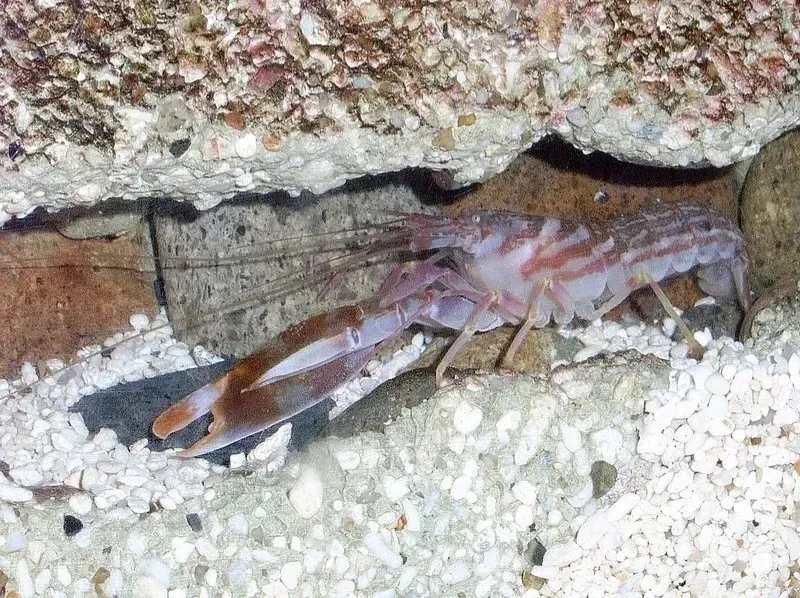 4. Pistol Shrimp That Shoot Supersonic Bubbles (Image Credits: Wikimedia)