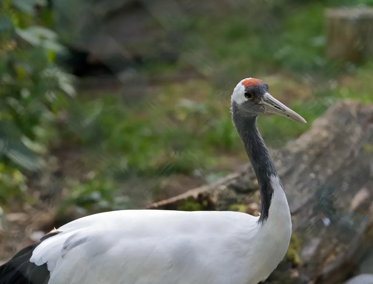 Their Calls Can Be Heard From Over a Mile Away (Image Credits: Pixabay)