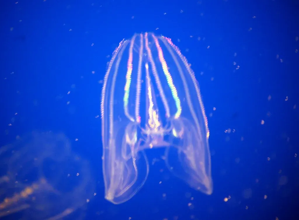 Aquarius – The Comb Jelly: Electric, Eccentric, and Unconventionally Beautiful (Image Credits: Flickr)