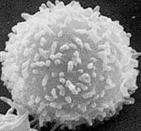 4. Your White Blood Cells Are on Constant Patrol ([1], Public domain)