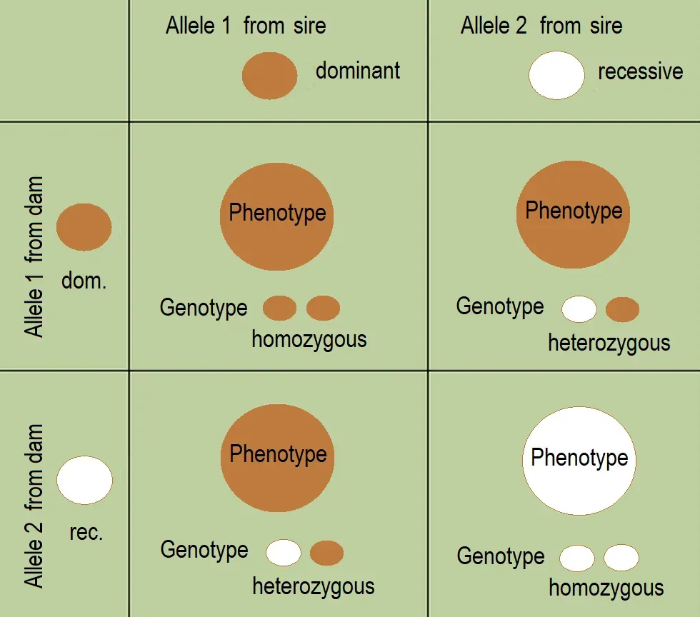 Where Longevity Genetics Goes Next - and What You Can Do Now (Image Credits: Wikimedia)