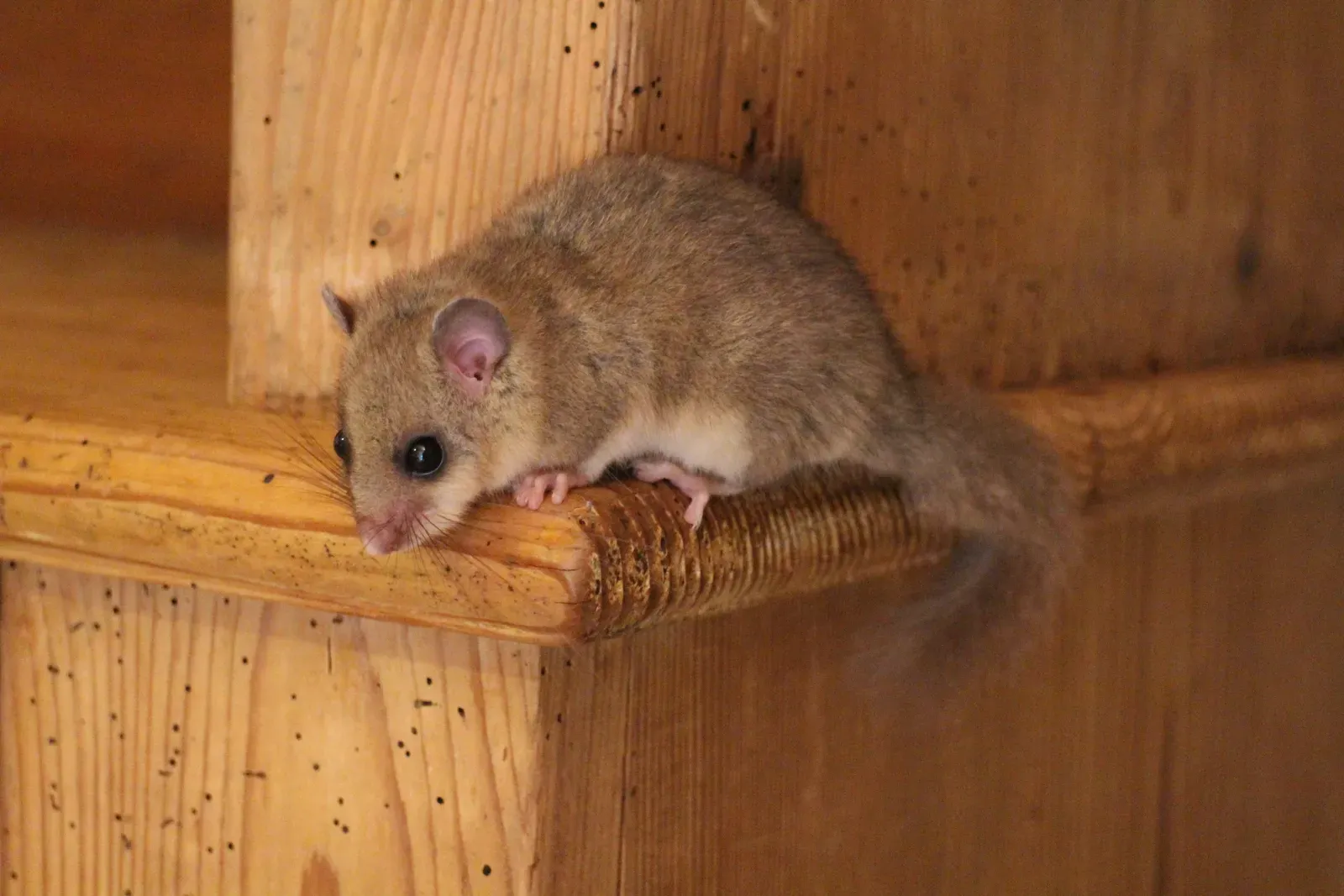 When Months Turn Into Years: The Edible Dormouse (Image Credits: Wikimedia)