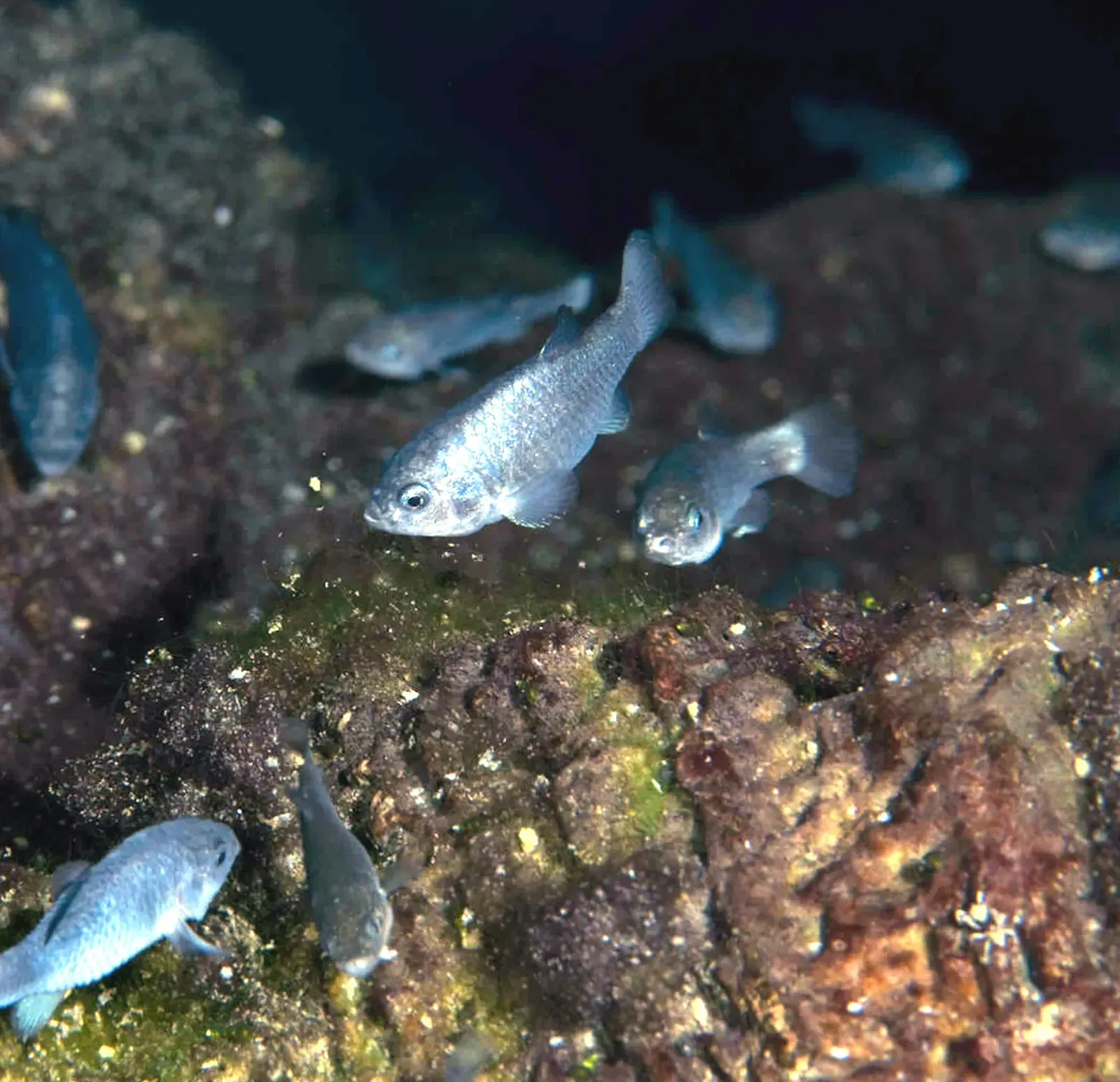 #1 - The Devils Hole Pupfish's One-Pool Universe (This image originates from the National Digital Library of the United States Fish and Wildlife Service at this page
This tag does not indicate the copyright status of the attached work. A normal copyright tag is still required. See Commons:Licensing.See Category:Images from the United States Fish and Wildlife Service., Public domain)
