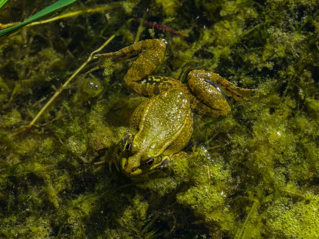 Underwater life: how frogs sit and breathe without coming up for air (Image Credits: Unsplash)