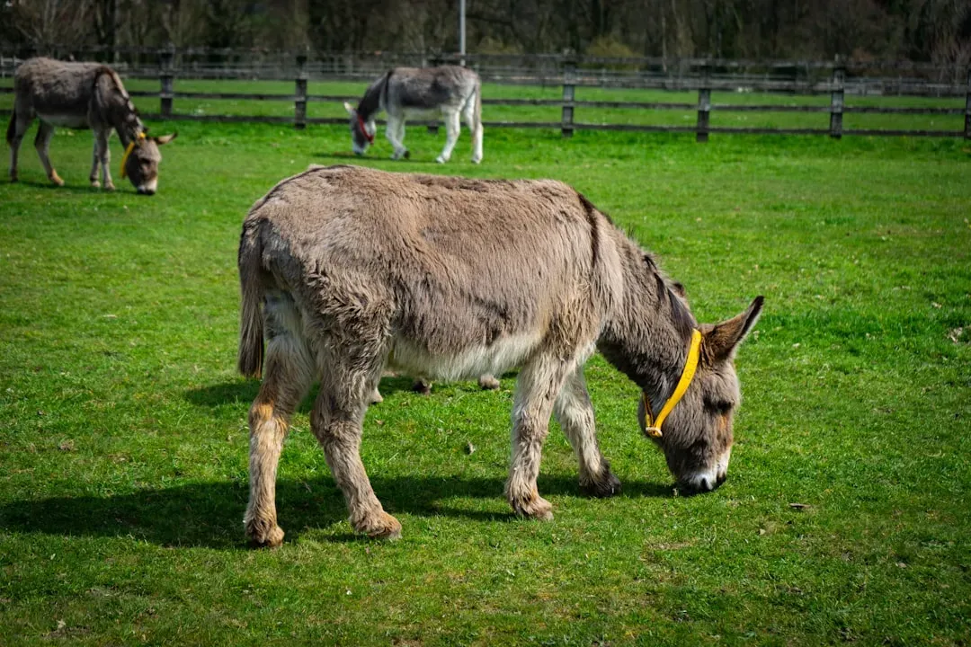 10. Donkeys Have Surprisingly Long Lives - and Incredible Longevity Records (Image Credits: Unsplash)