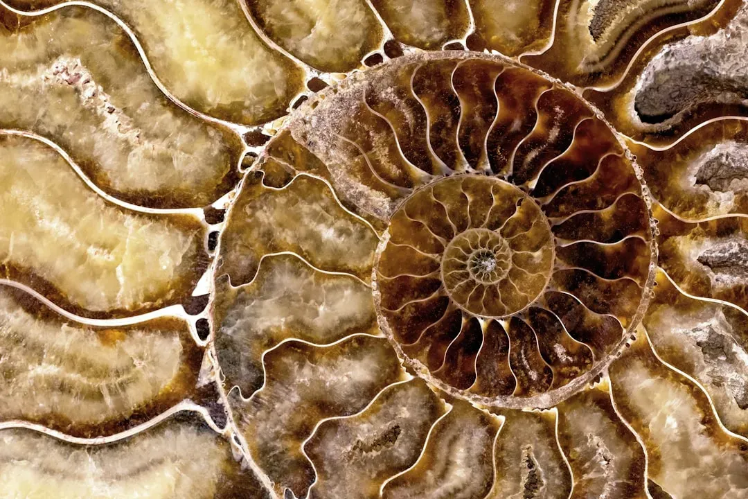 How Fossils Actually Form (And Why They’re So Rare) (Image Credits: Unsplash)