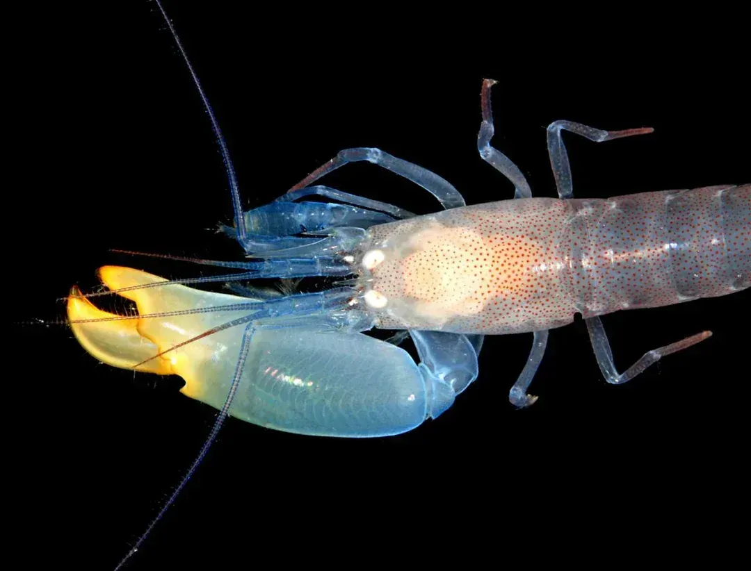 6. Pistol Shrimps: Tiny Gunslingers with Sonic Weapons (Image Credits: Reddit)