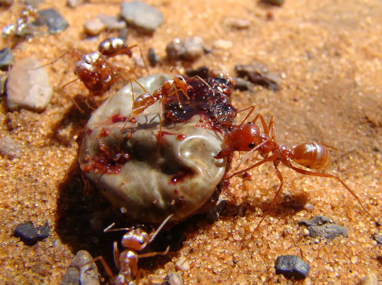 6. The Saharan Silver Ant's Race Against Lethal Heat (By Bjørn Christian Tørrissen, CC BY-SA 3.0)