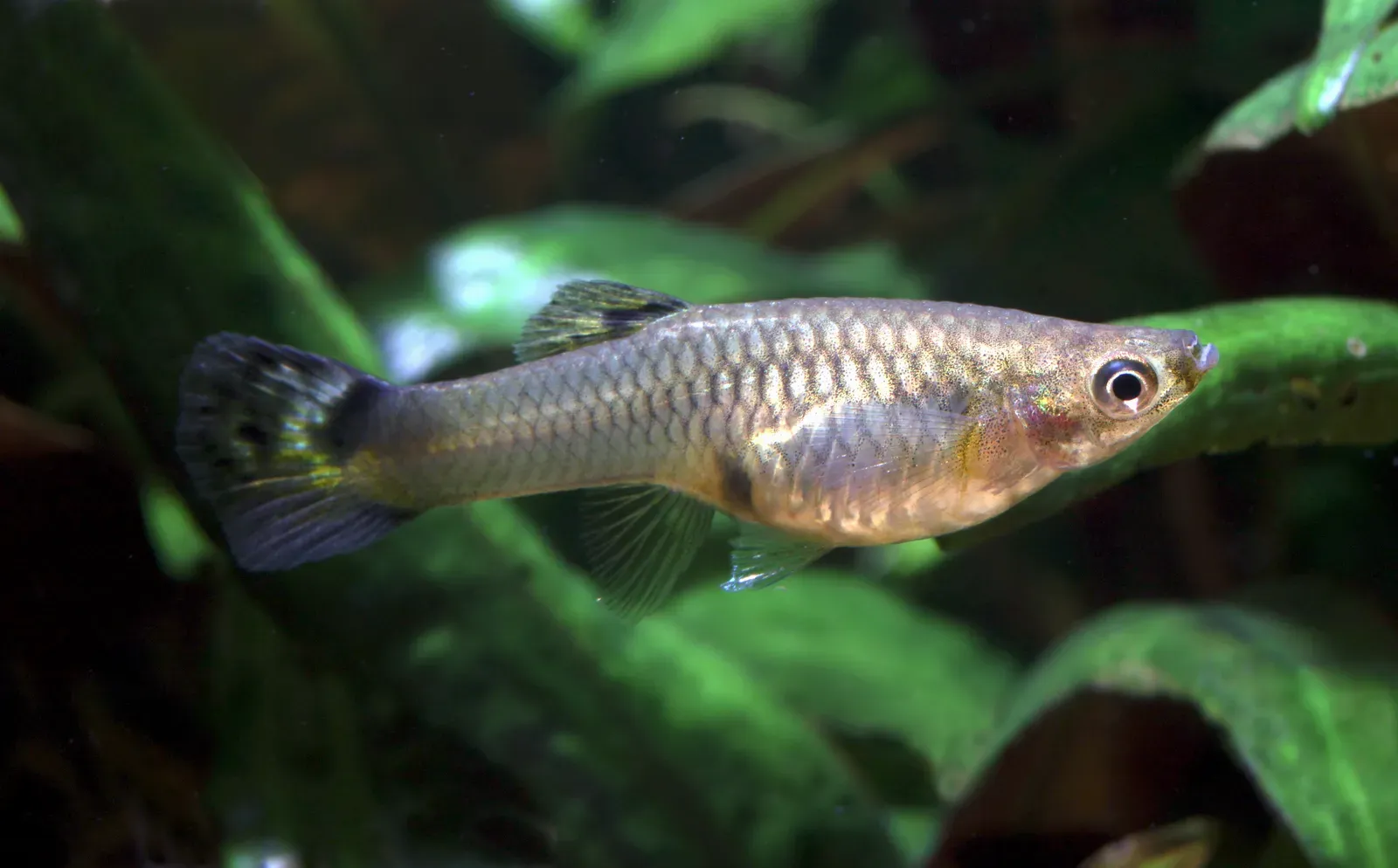What This Reveals About Small Brains and Big Abilities (By Holger Krisp, CC BY 3.0)