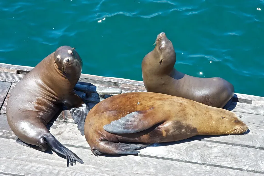 Conclusion: Listening to the Sea Lions’ Story (levork, Flickr, CC BY-SA 2.0)