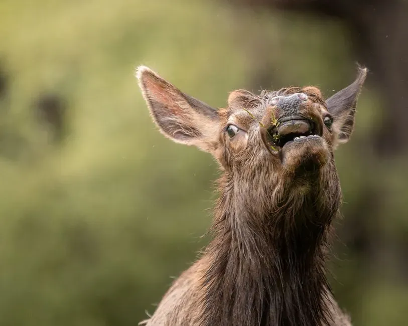 #4 - Hyper-Specialized Chemical Senses Beyond Smell (Image Credits: Pexels)