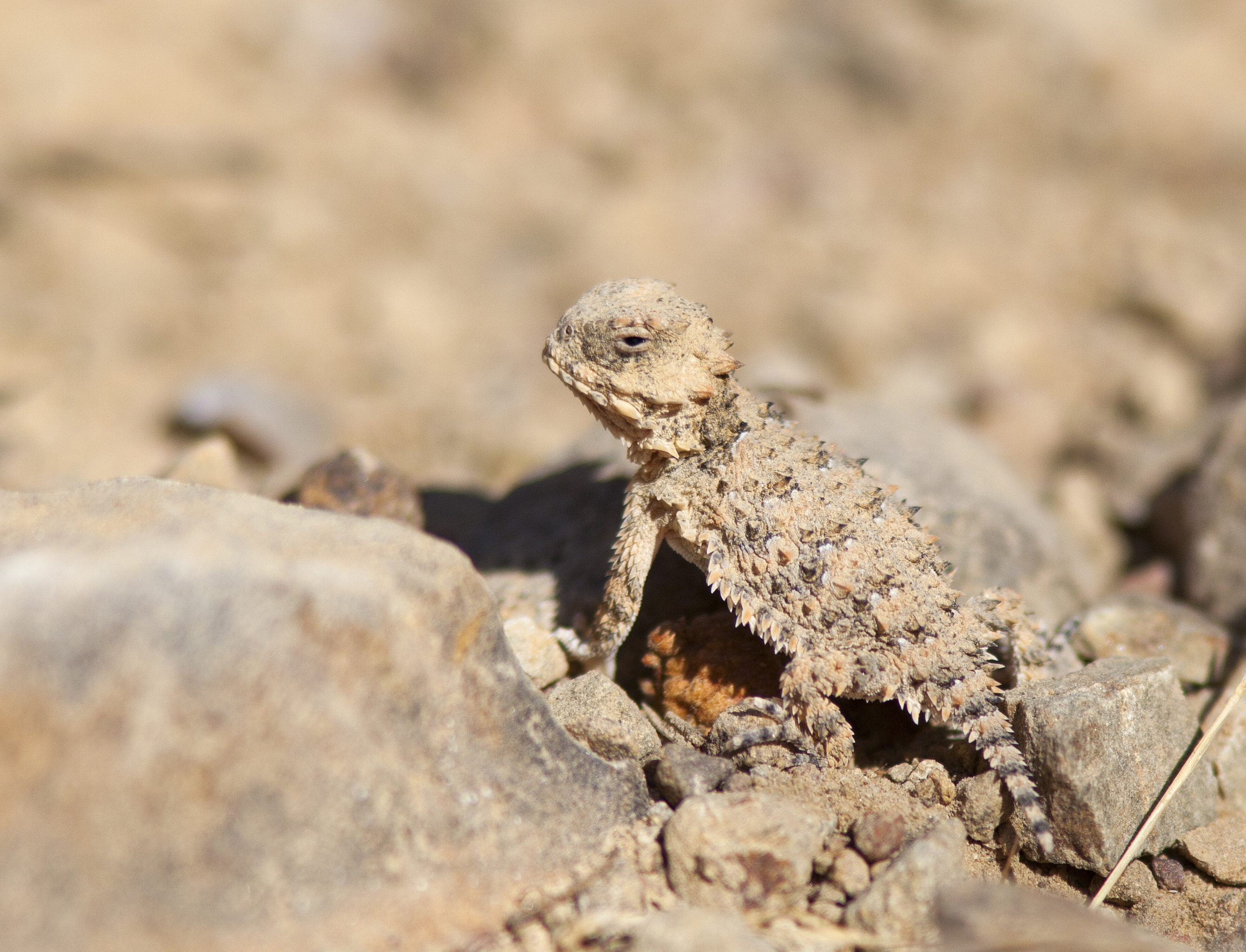 The Evolutionary Marvel (Image Credits: Wikimedia)